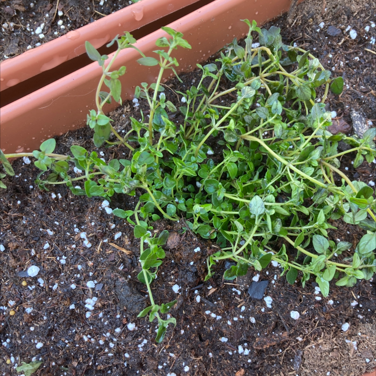 Healthy common thyme plant with green leaves growing in soil with blue pebbles, in a terracotta pot.