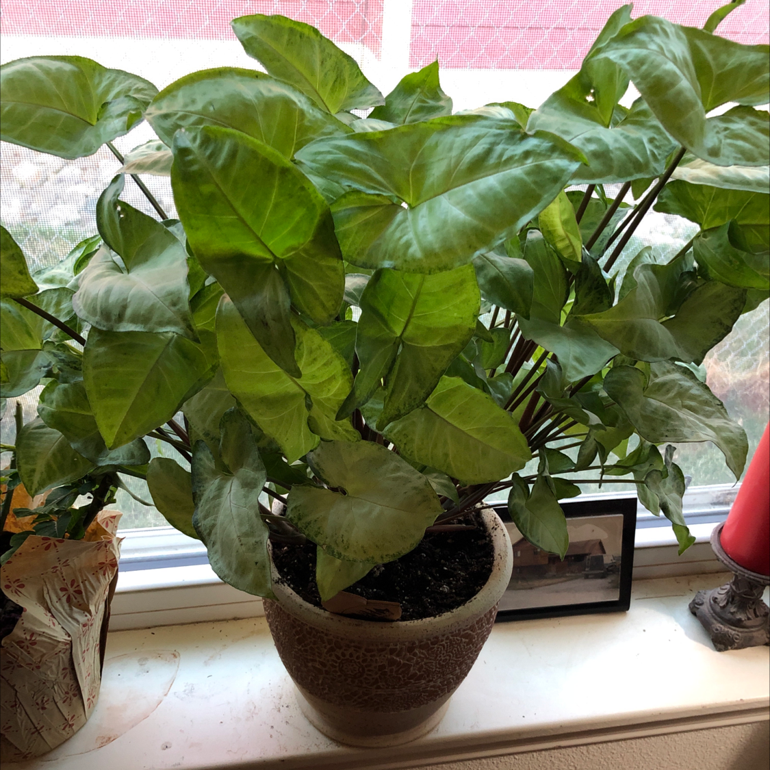 Red Heart plant photo by @Halland_mom named SumSum on Greg, the plant care app.