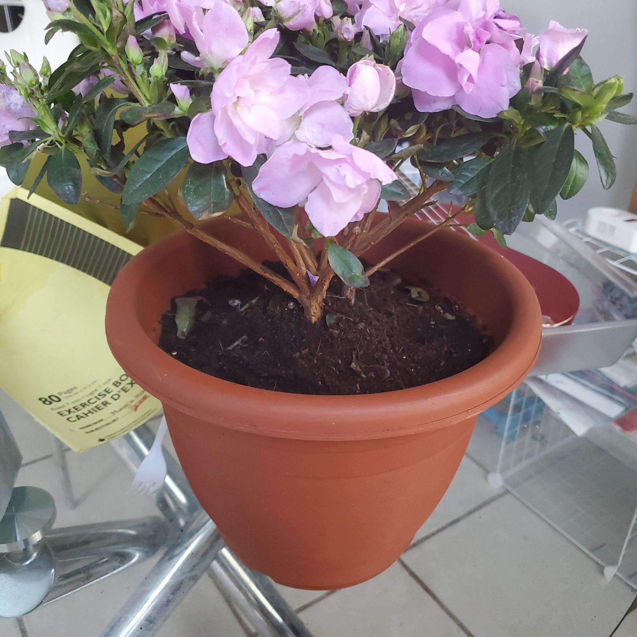 Pink Azalea plant in a terracotta pot with vibrant flowers and green leaves.