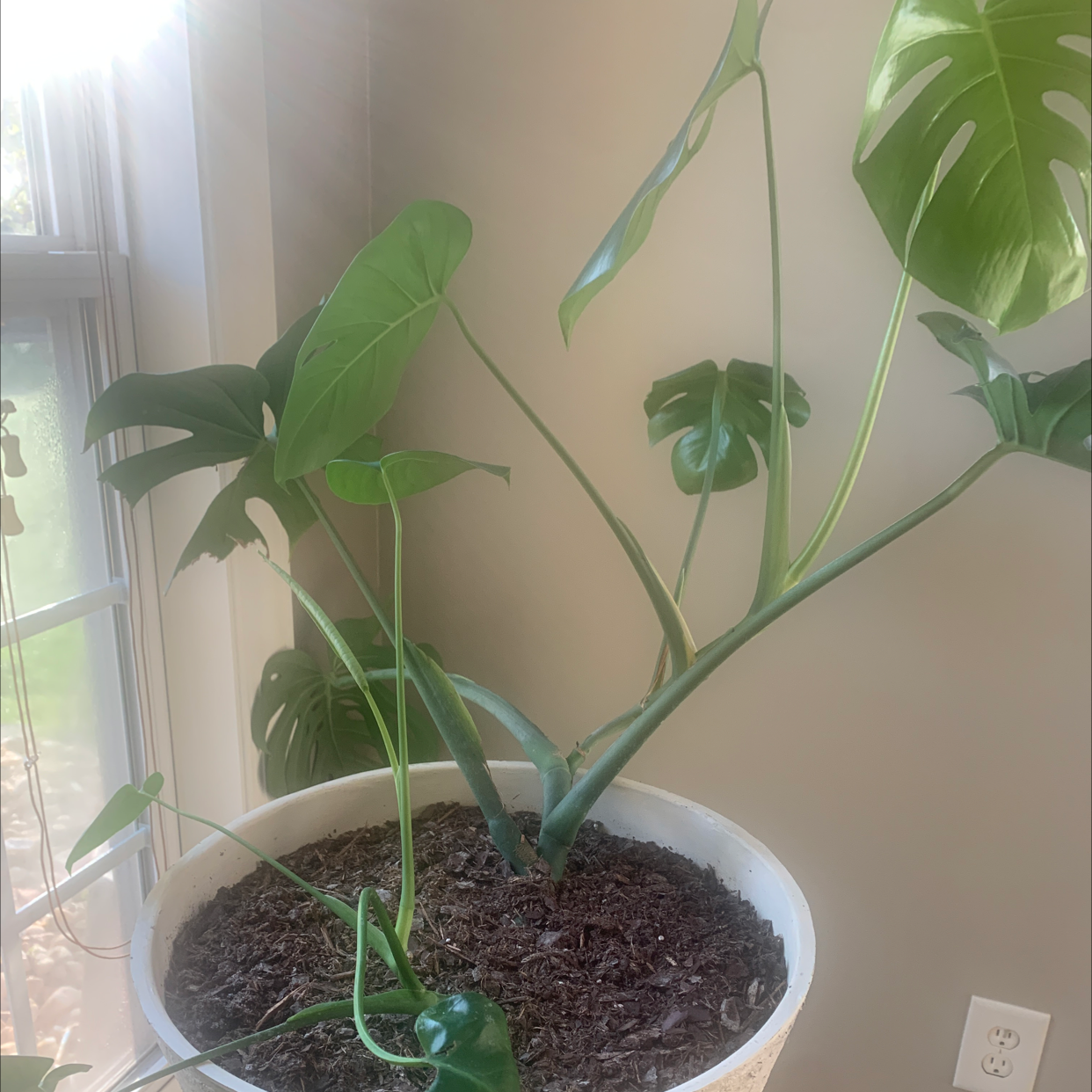 Monstera plant photo by Rose named April on Greg, the plant care app.