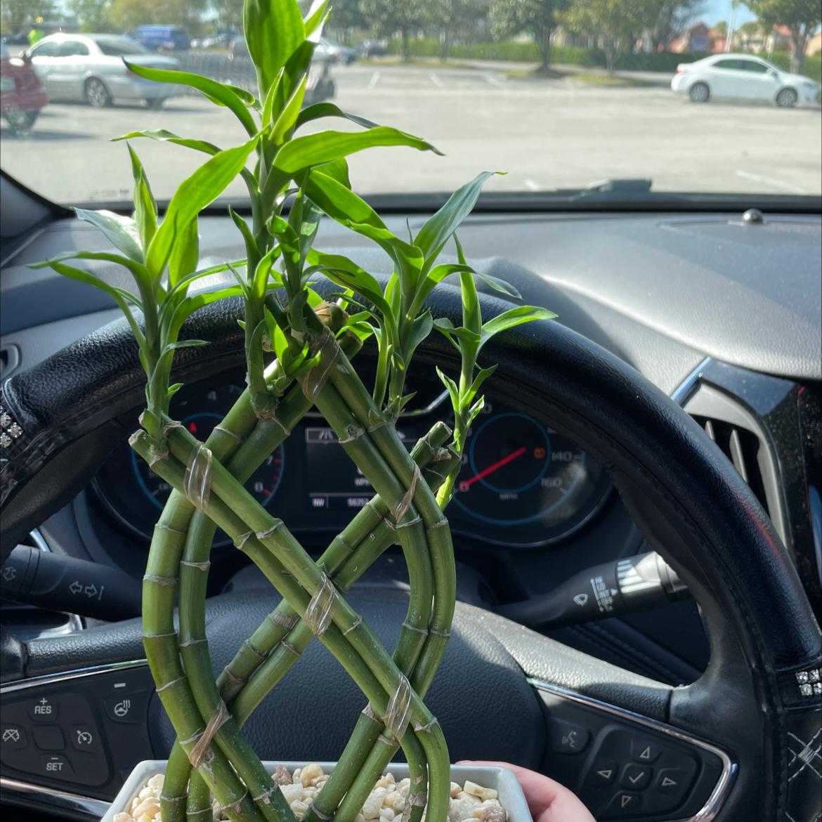 Healthy lucky bamboo plant with braided stems situated on car dashboard