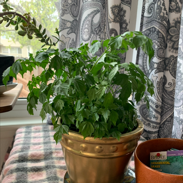 Lush, healthy China Doll plant with dark green leaves growing in a textured terra cotta pot on a windowsill with patterned curtains.