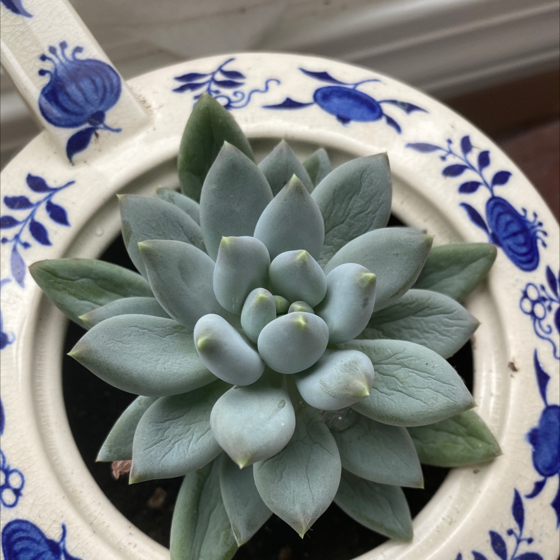 Pachyphytum 'Moon Silver' succulent in a decorative pot, healthy and well-framed.