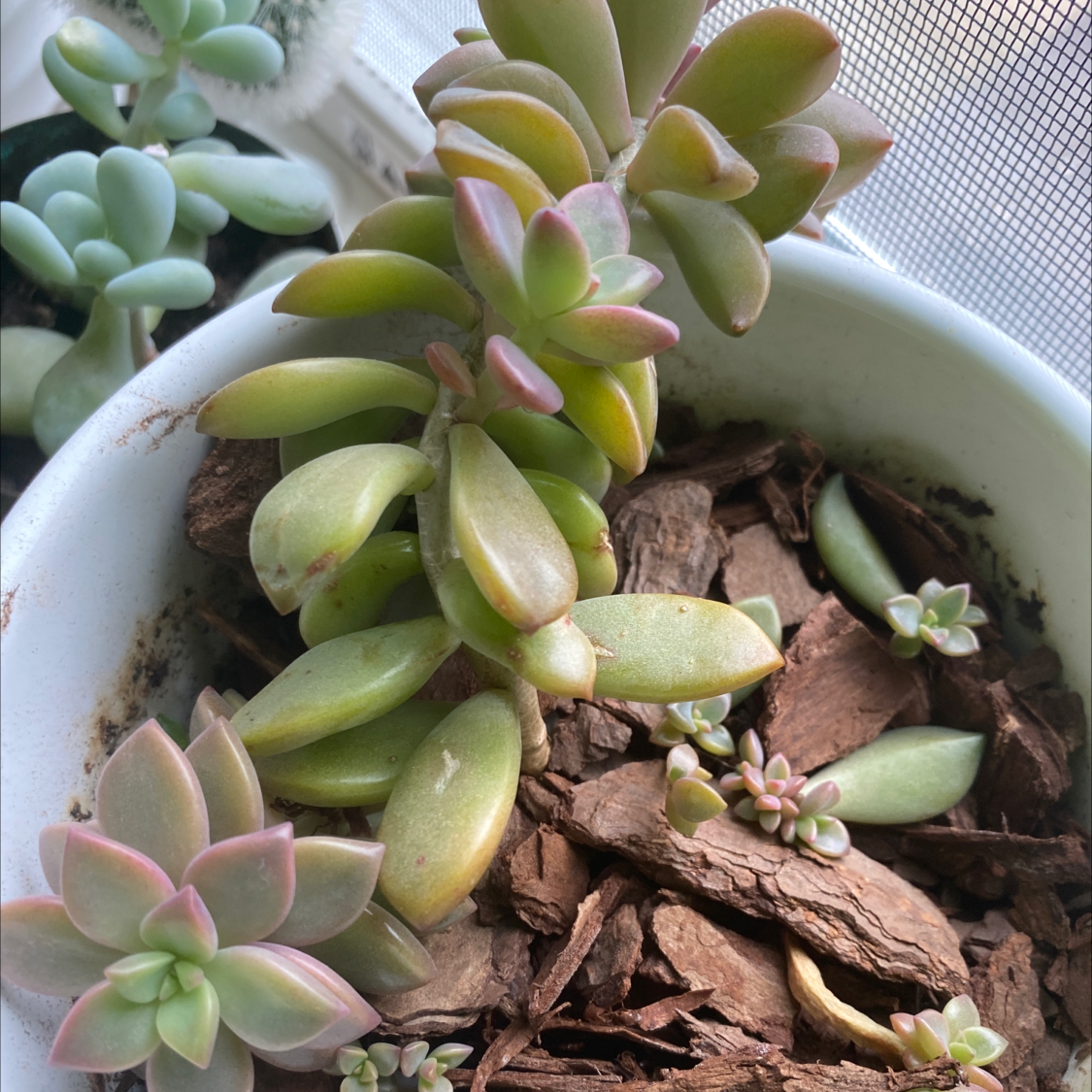 Photo of the plant species Graptosedum 'Bronze' by @ctsinovoi named Bronzino on Greg, the plant care app