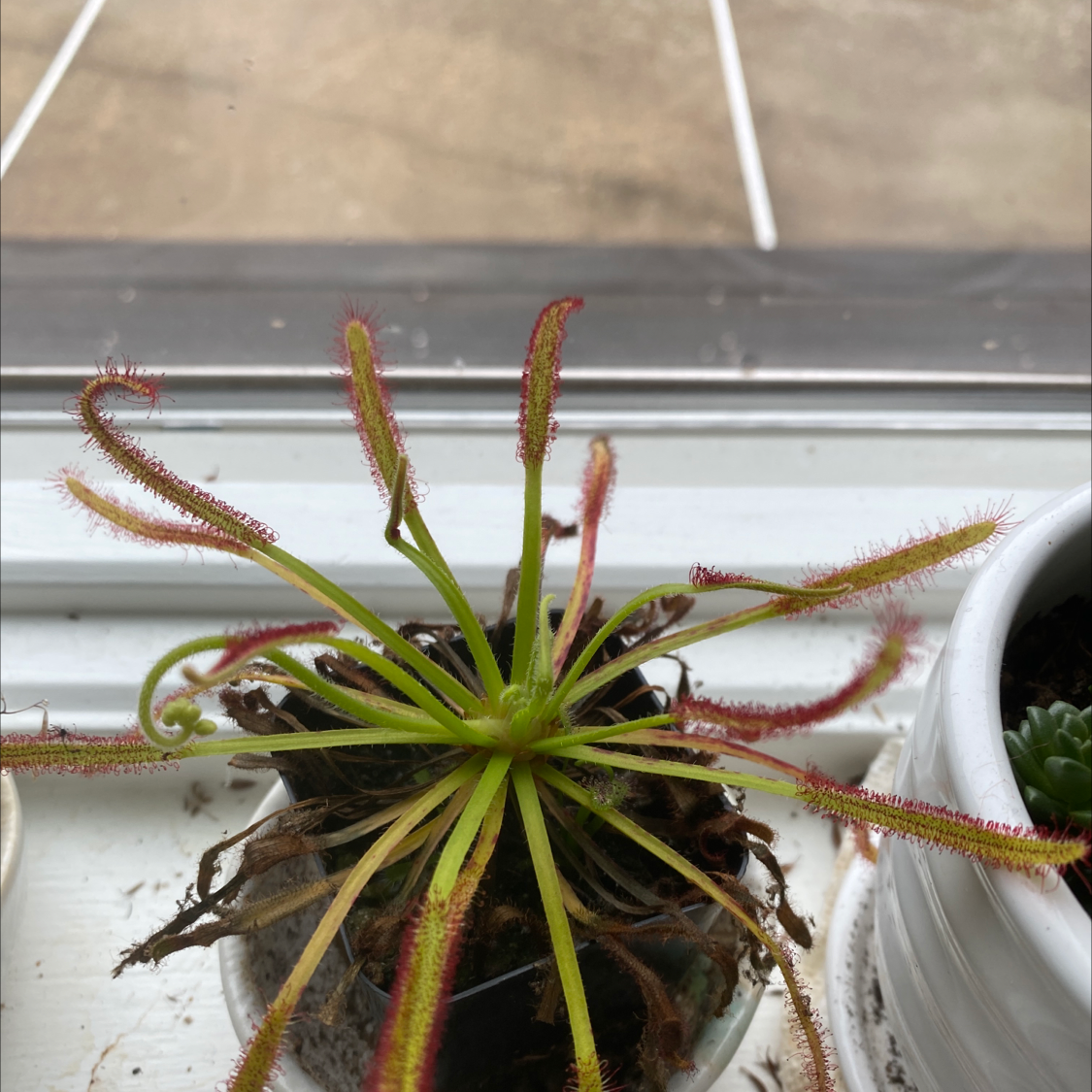 Slenderleaf Sundew plant photo by @ctsinovoi named Sundew on Greg, the plant care app.