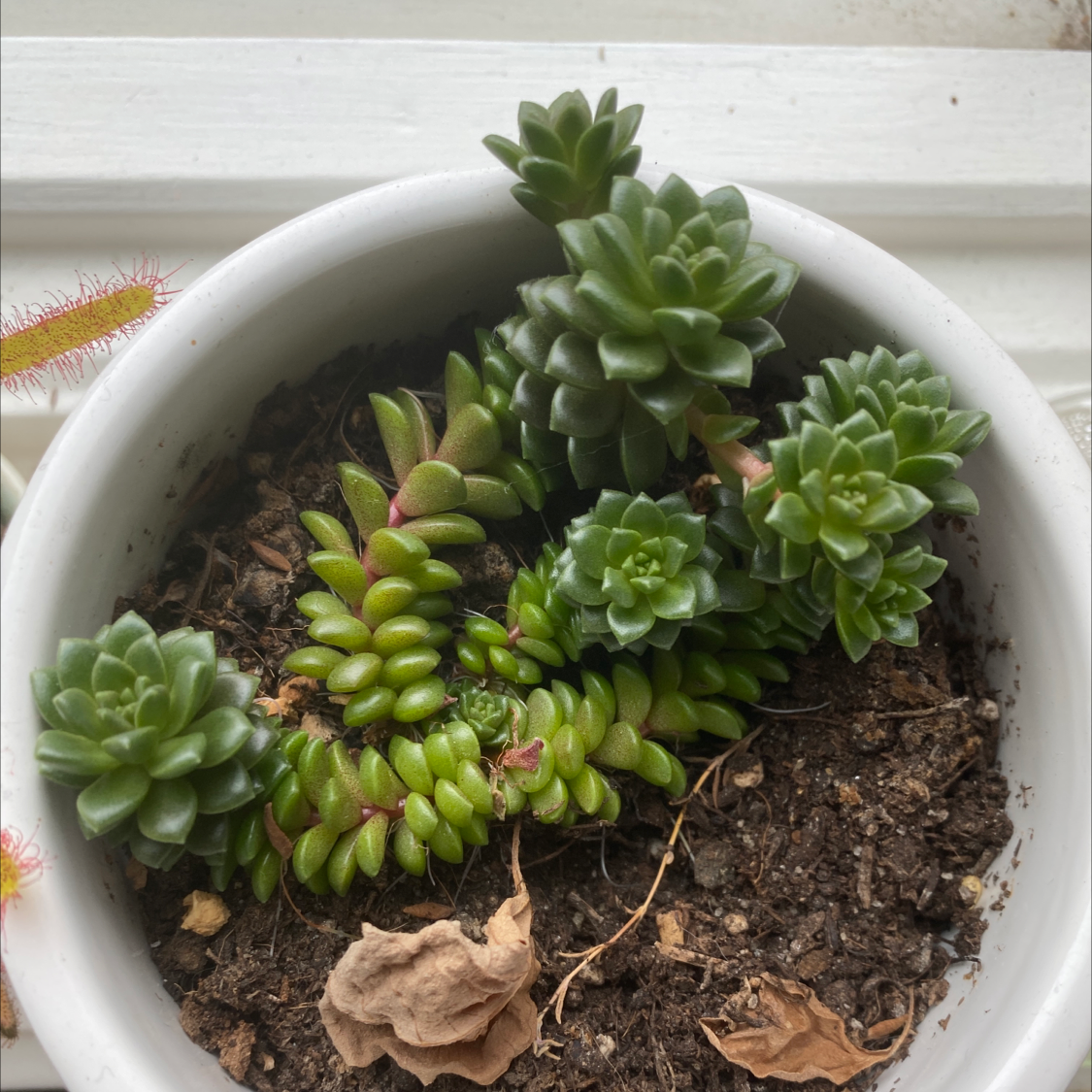 Cremnosedum 'Little Gem' uploaded to the Greg plant app by @ctsinovoi