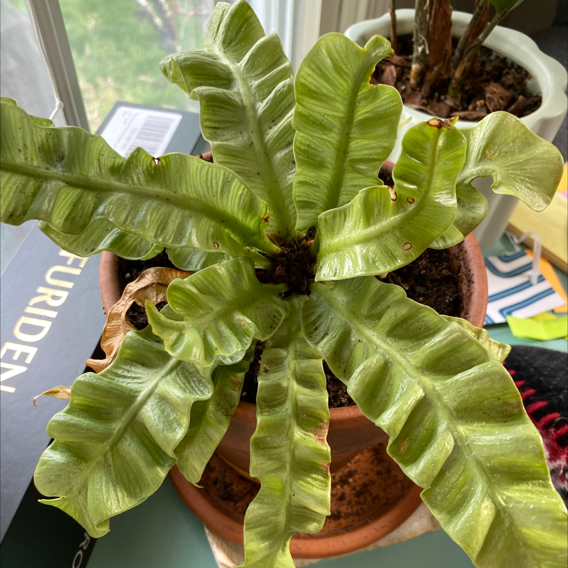 Hart's Tongue Fern in a pot with vibrant green leaves, well-framed and in focus.
