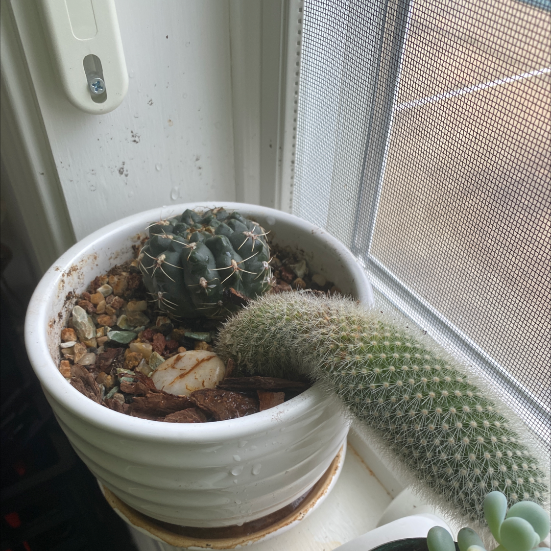 Golden Barrel Cactus plant photo by @ctsinovoi named Pickles on Greg, the plant care app.