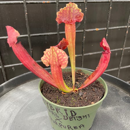 Photo of the plant species Dana's Delight by @WillRedrose named Sarracenia hybrid on Greg, the plant care app