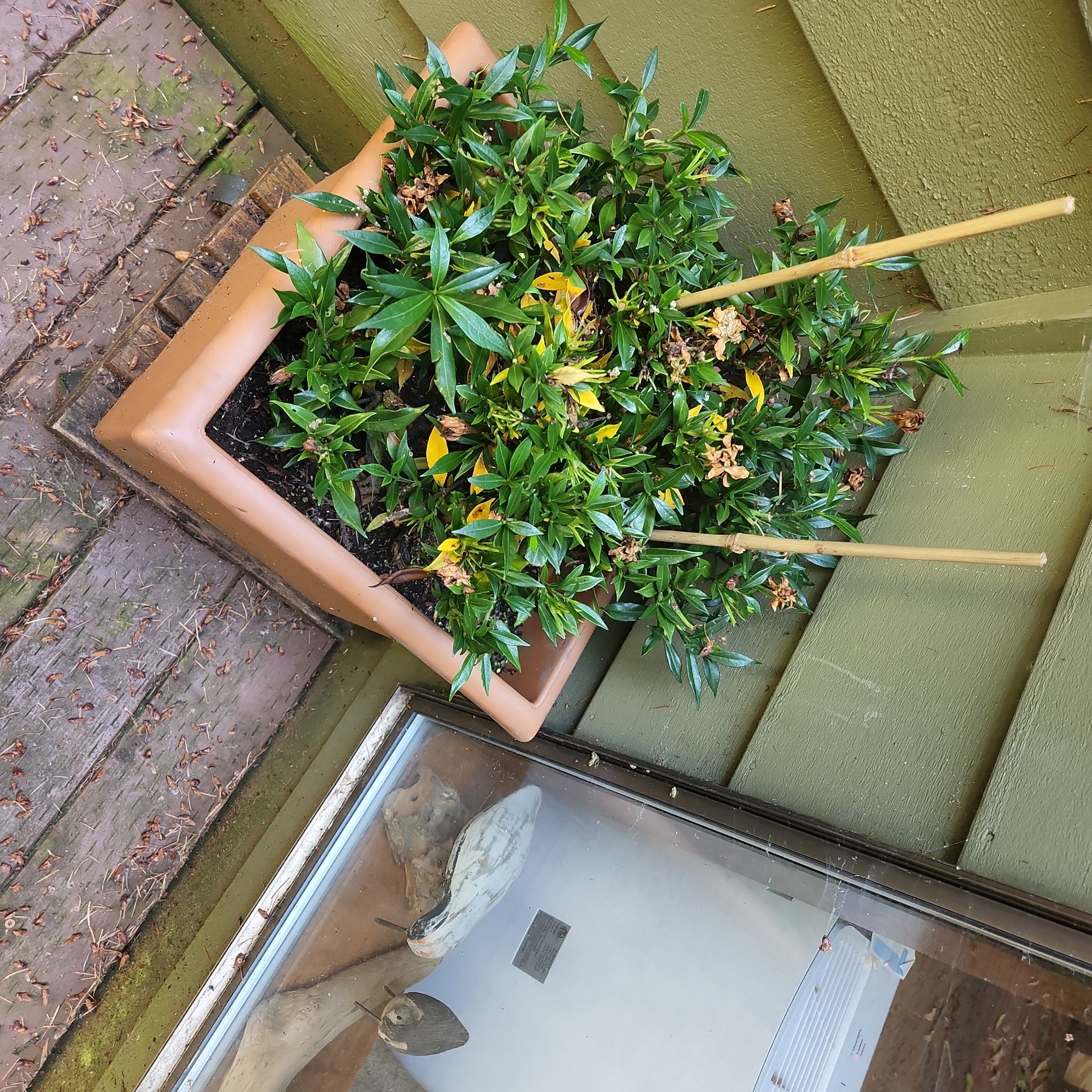 Photo of the plant species Sweet Box by @EnchantressKoa named Gardenia on Greg, the plant care app