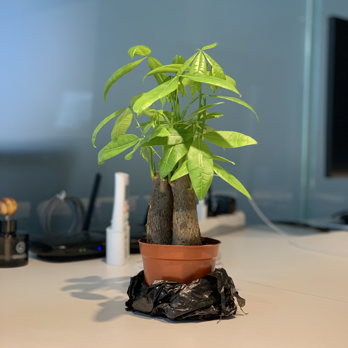 Money Tree plant photo by @arrex named Lilo on Greg, the plant care app.