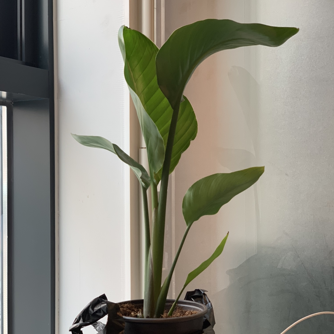 Bird of Paradise plant photo by @arrex named Marley on Greg, the plant care app.