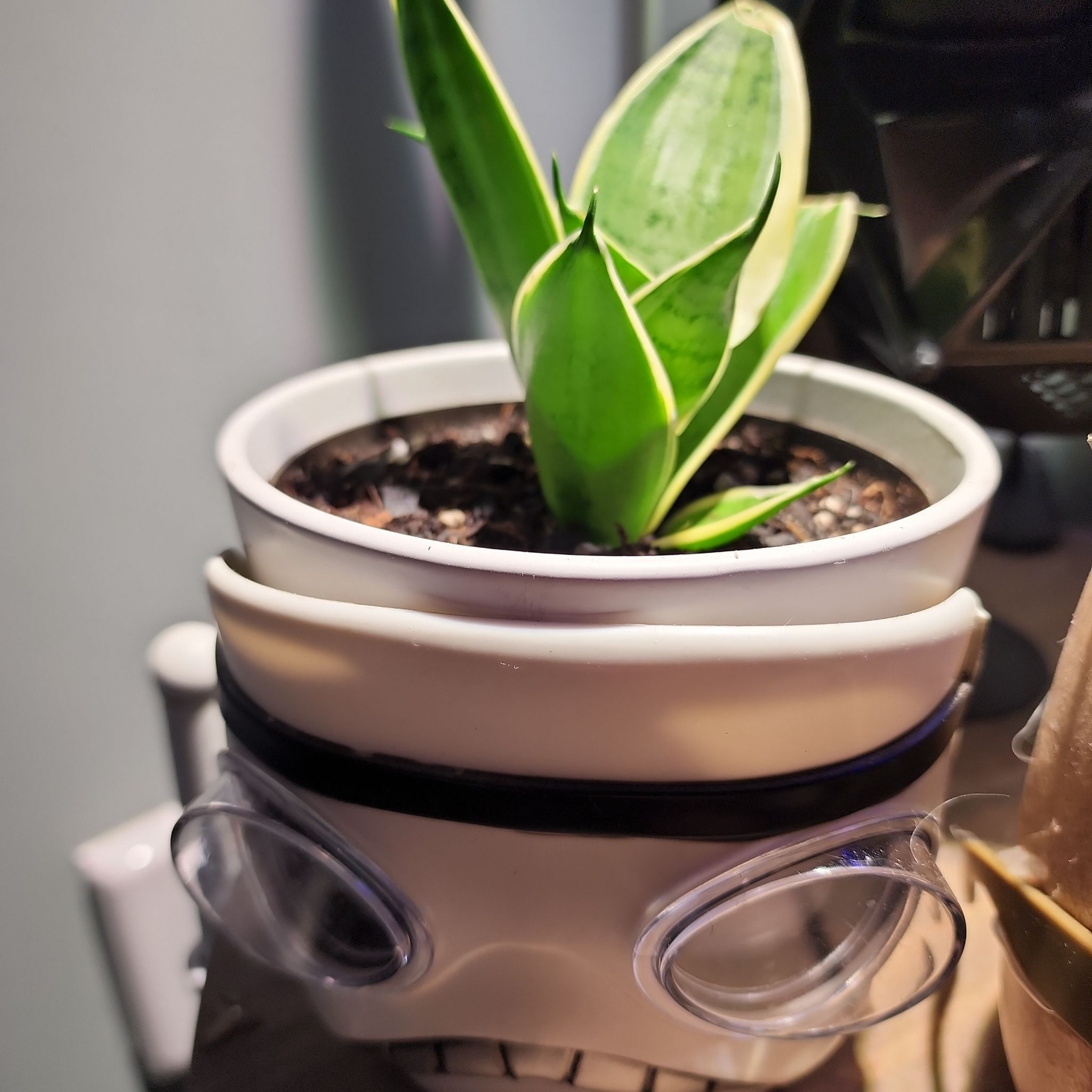Sansevieria Night Owl plant in a decorative pot with healthy green leaves.