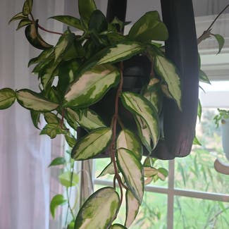Hoya Carnosa Tricolor plant in Dacula, Georgia
