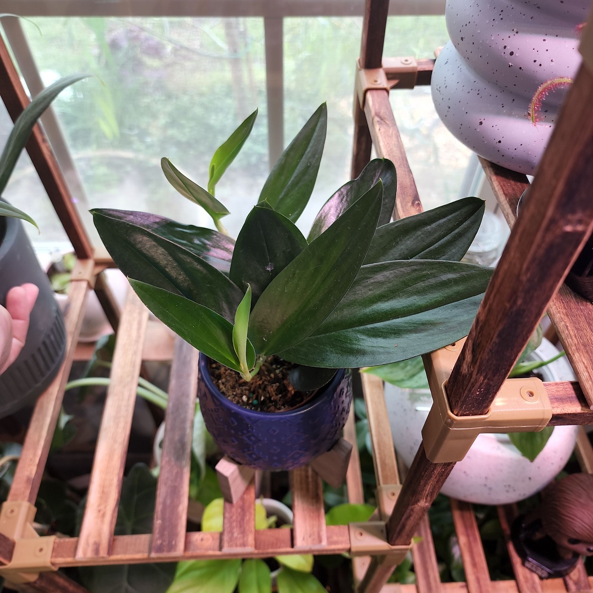 Scindapsus Treubii 'Dark Form' Yellow Leaves