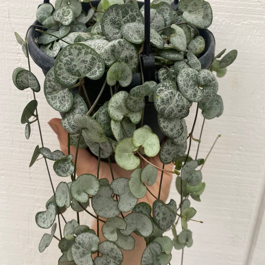 String of Hearts 'Silver Glory' plant with silver variegated heart-shaped leaves, held by a hand.