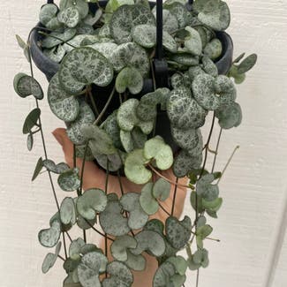 String of Hearts 'Silver Glory' plant in Dacula, Georgia