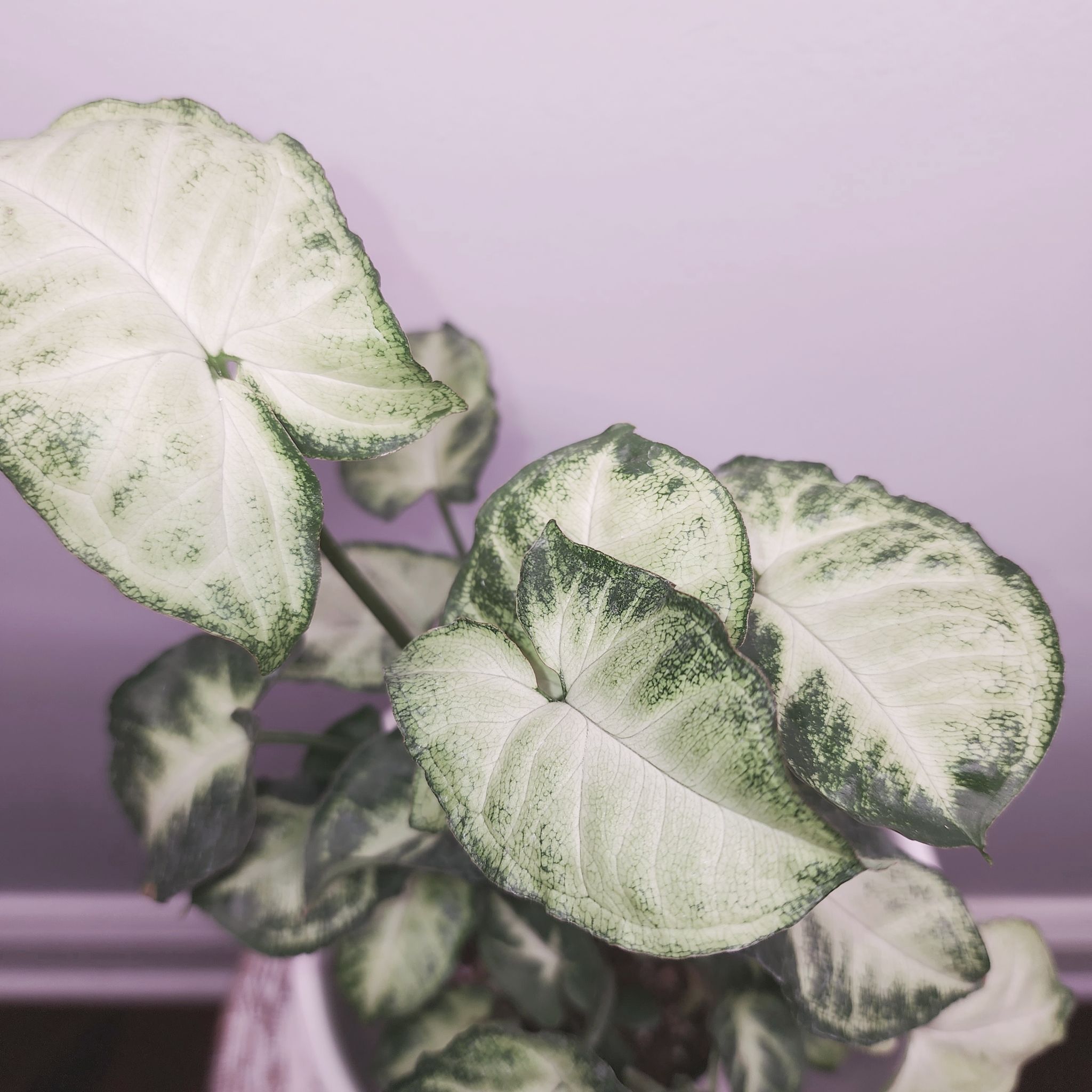 Syngonium Pixie plant with variegated leaves, well-framed and healthy.