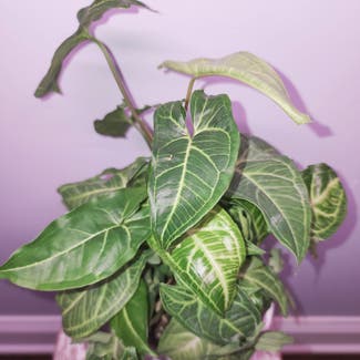 Syngonium 'Batik' plant in Dacula, Georgia
