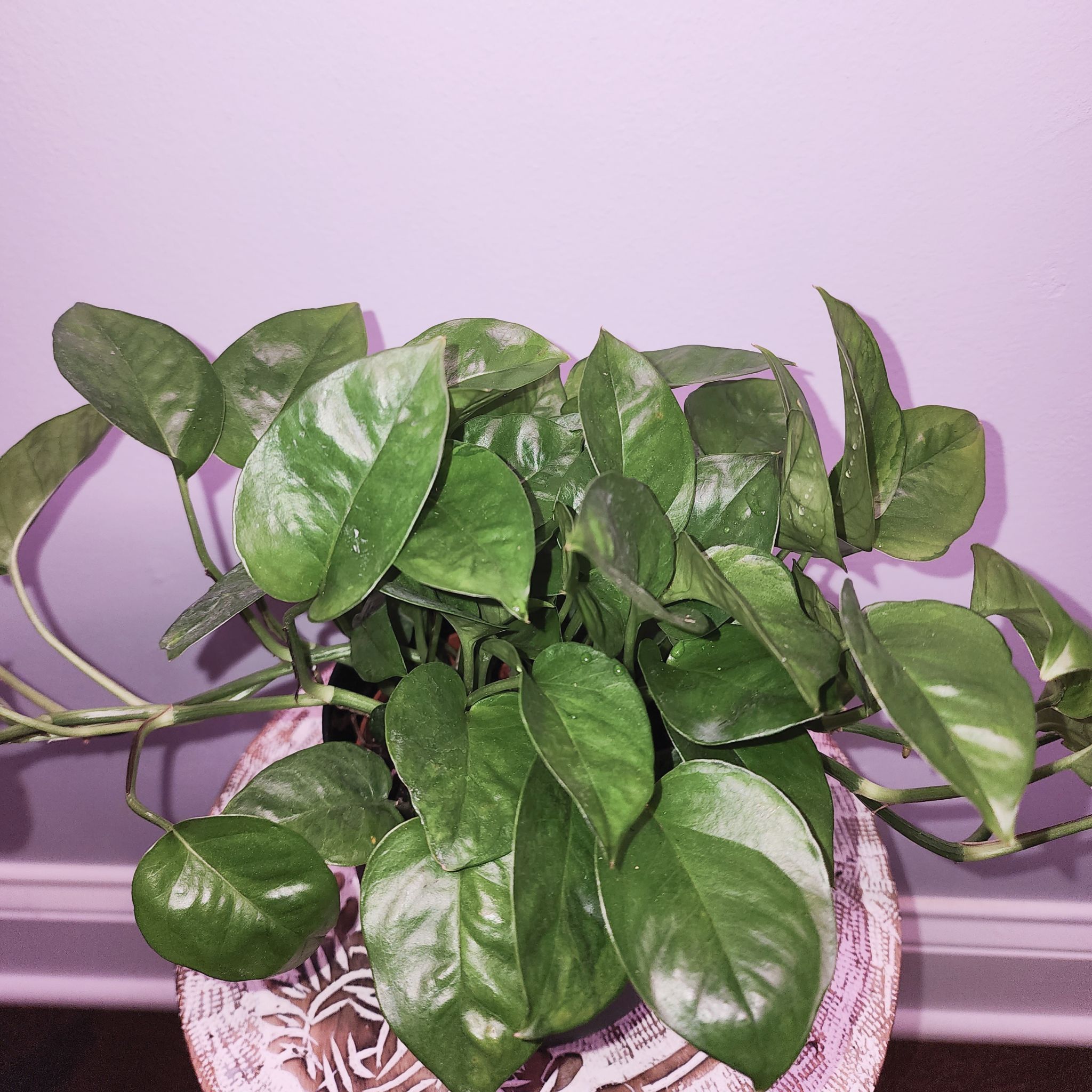 Healthy Emerald Pothos plant with vibrant green leaves in a pot.