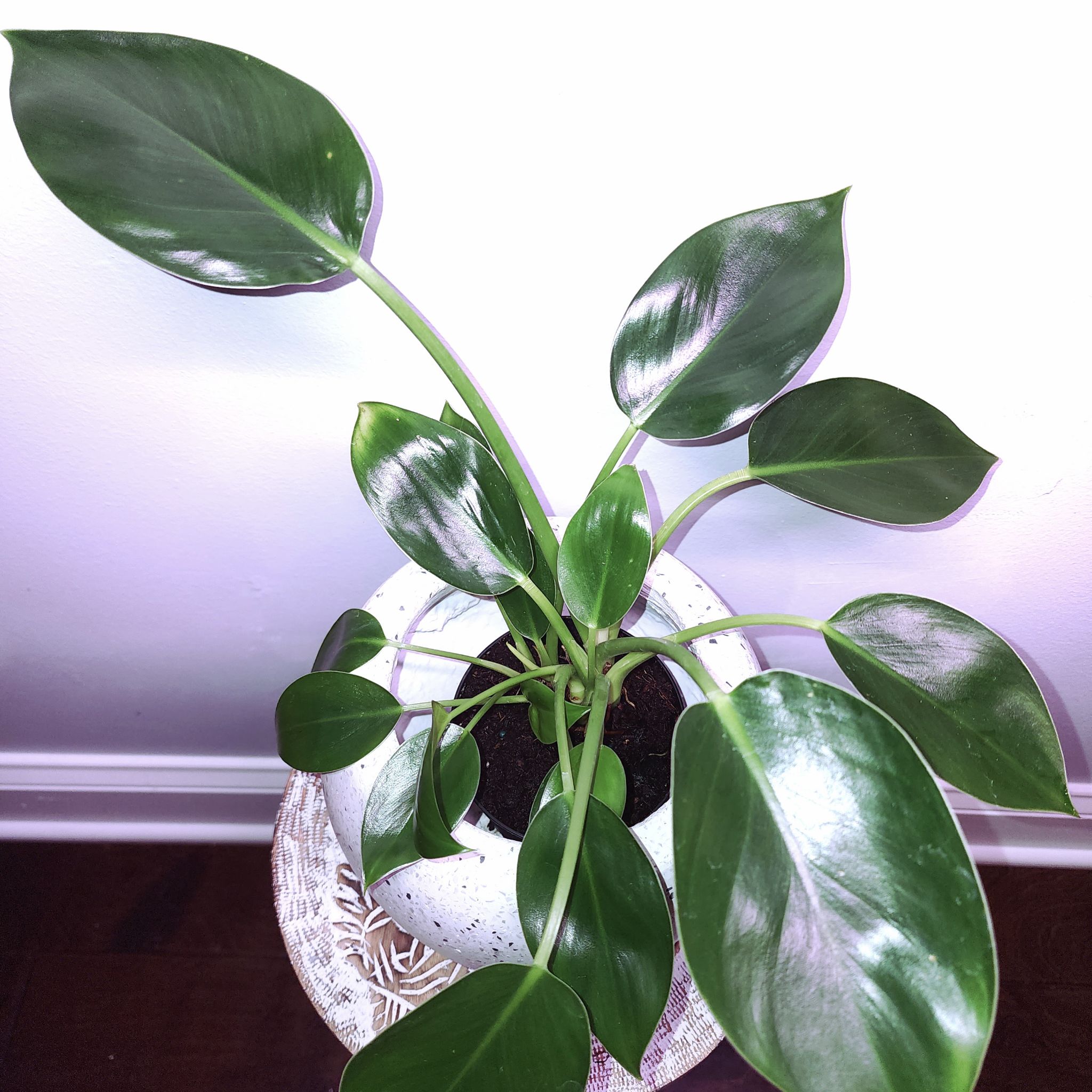 Healthy Green Princess plant with glossy leaves in a white pot.