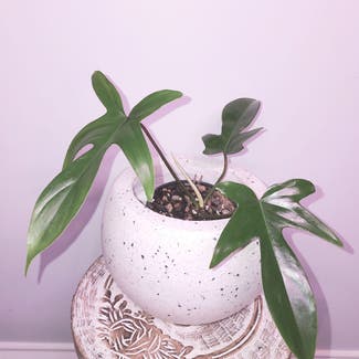 Philodendron 'Florida' plant in Dacula, Georgia