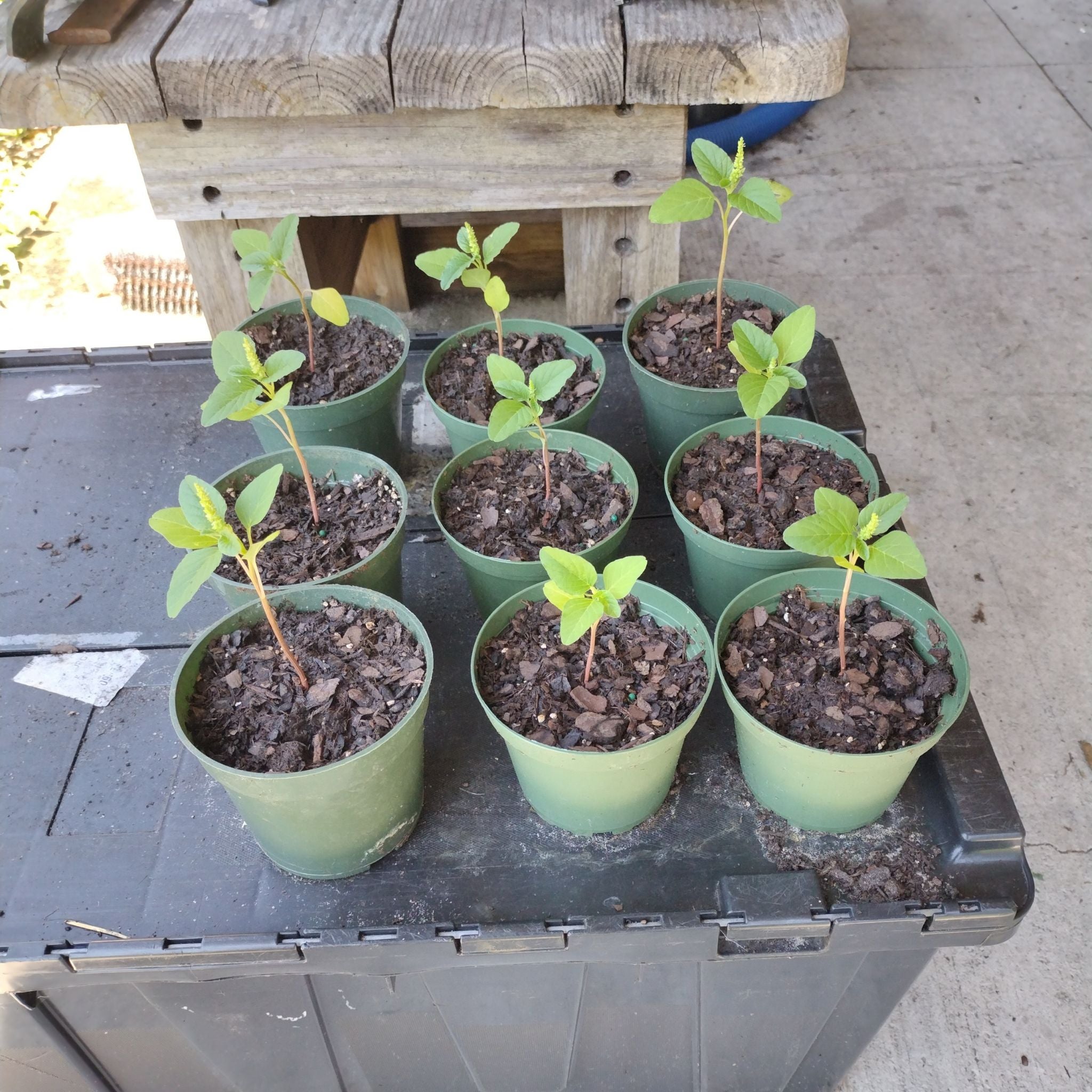 Plant care for Arizona Desert-Thorn on Greg, the plant care app