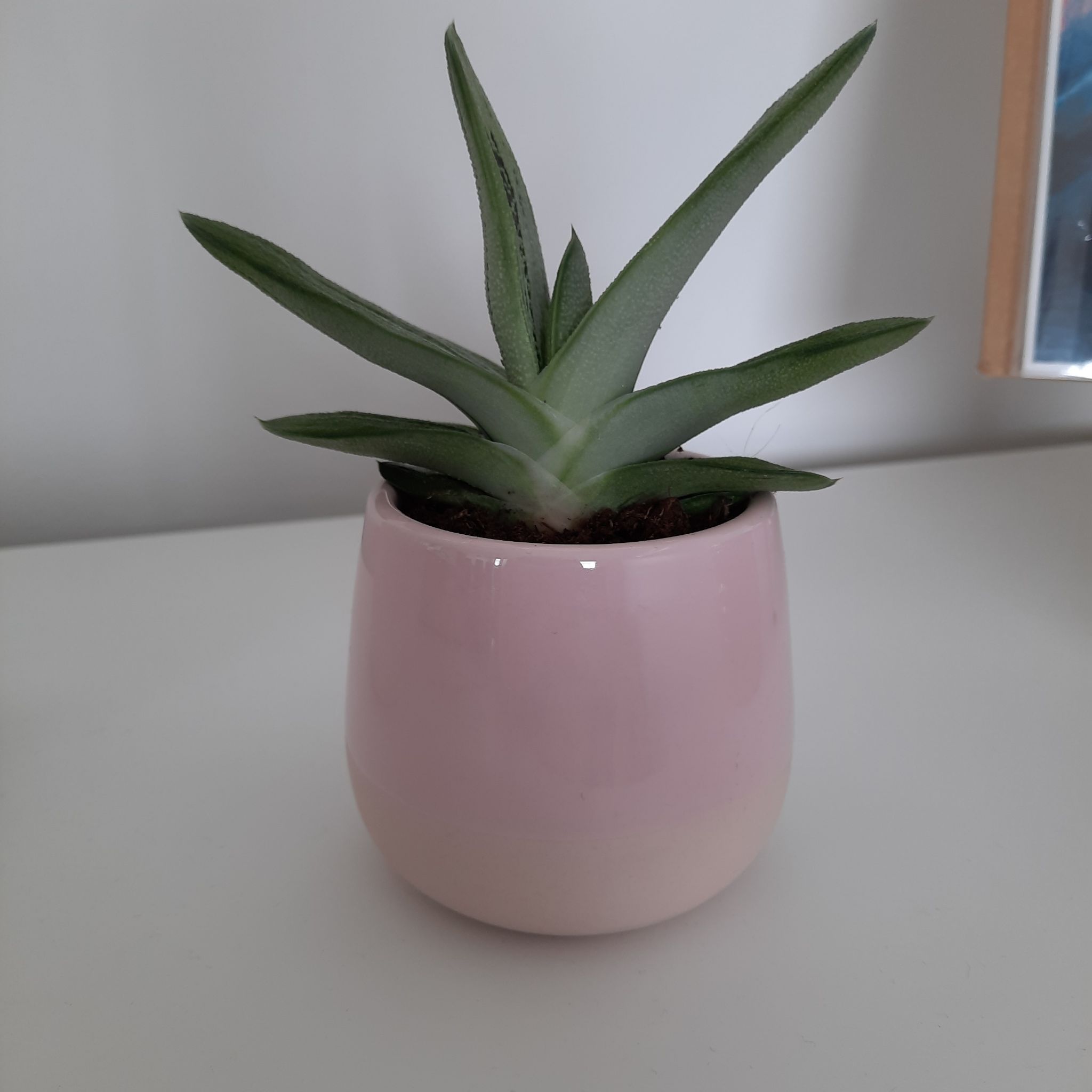 Gasteria 'Little Warty' plant in a pink pot, healthy and well-framed.