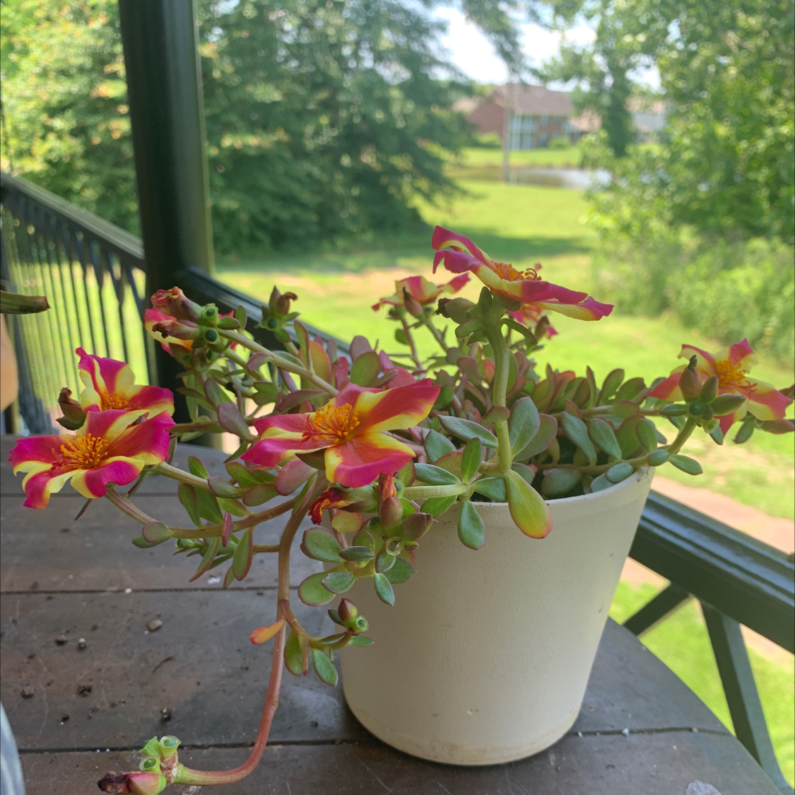 Wingpod Purslane plant in a white pot with pink and yellow flowers on a wooden surface.