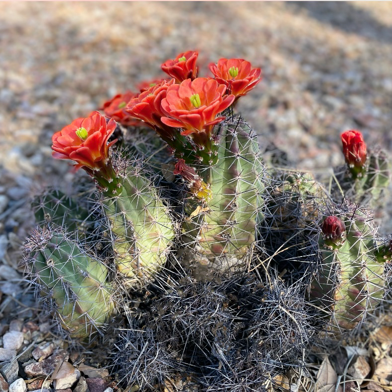 Scarlet Hedgehog Cactus with red flowers and visible soil.