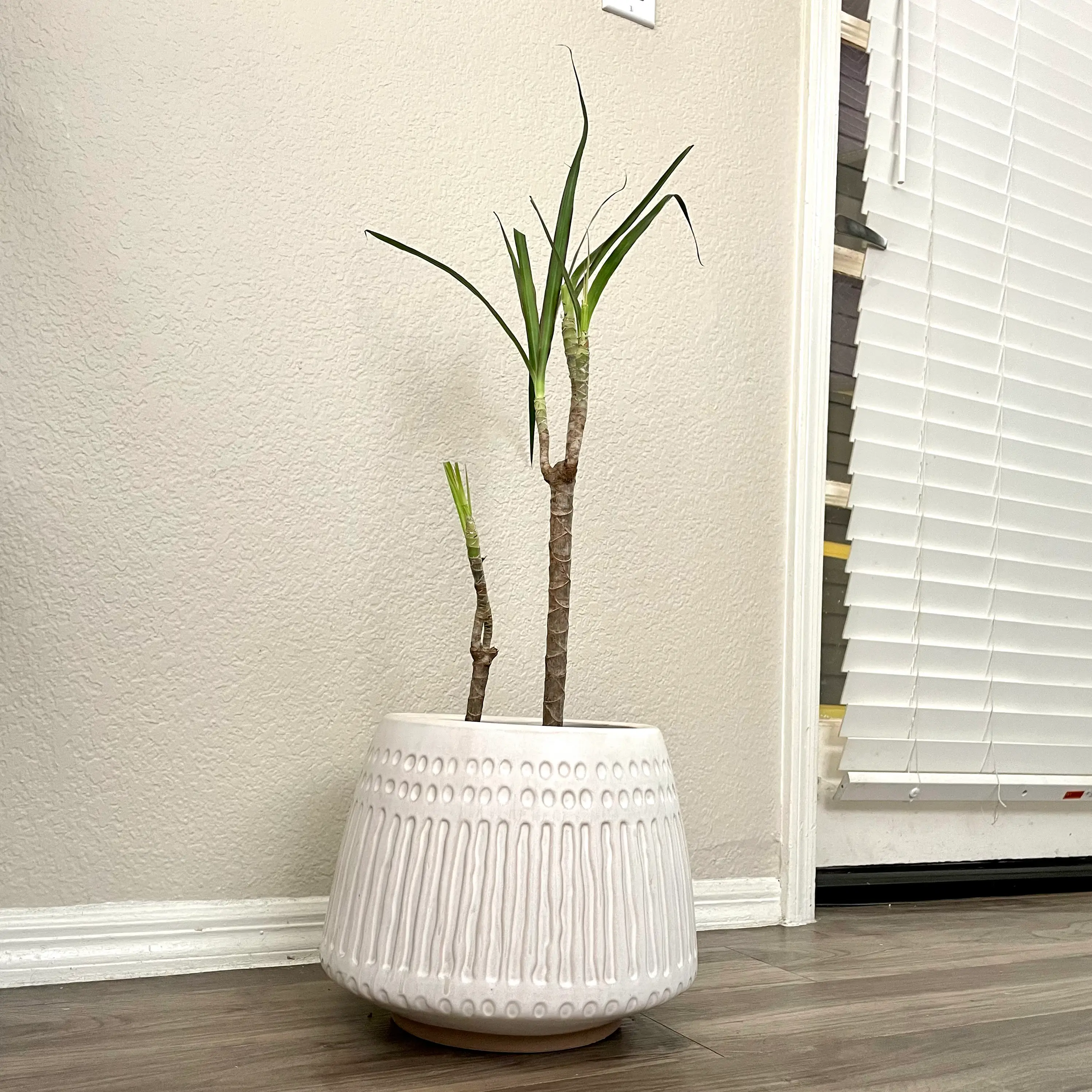 Potted Magenta Dragon Tree with long, narrow green leaves indoors near a window.