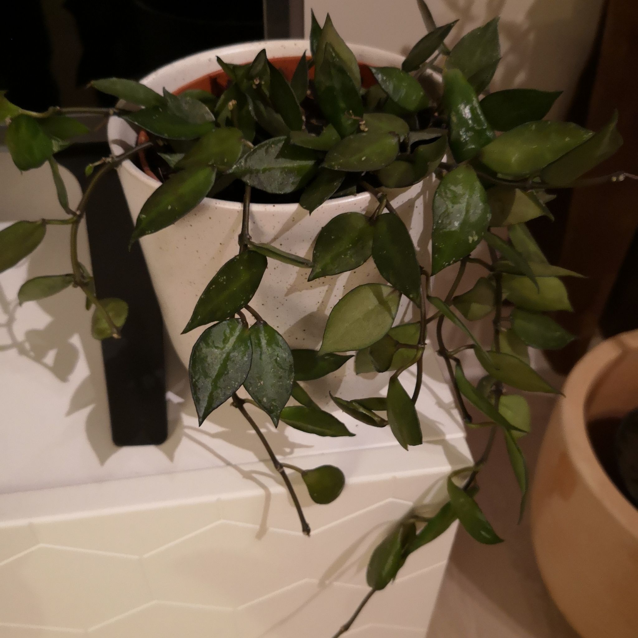 Potted Hoya krohniana plant with healthy green leaves.
