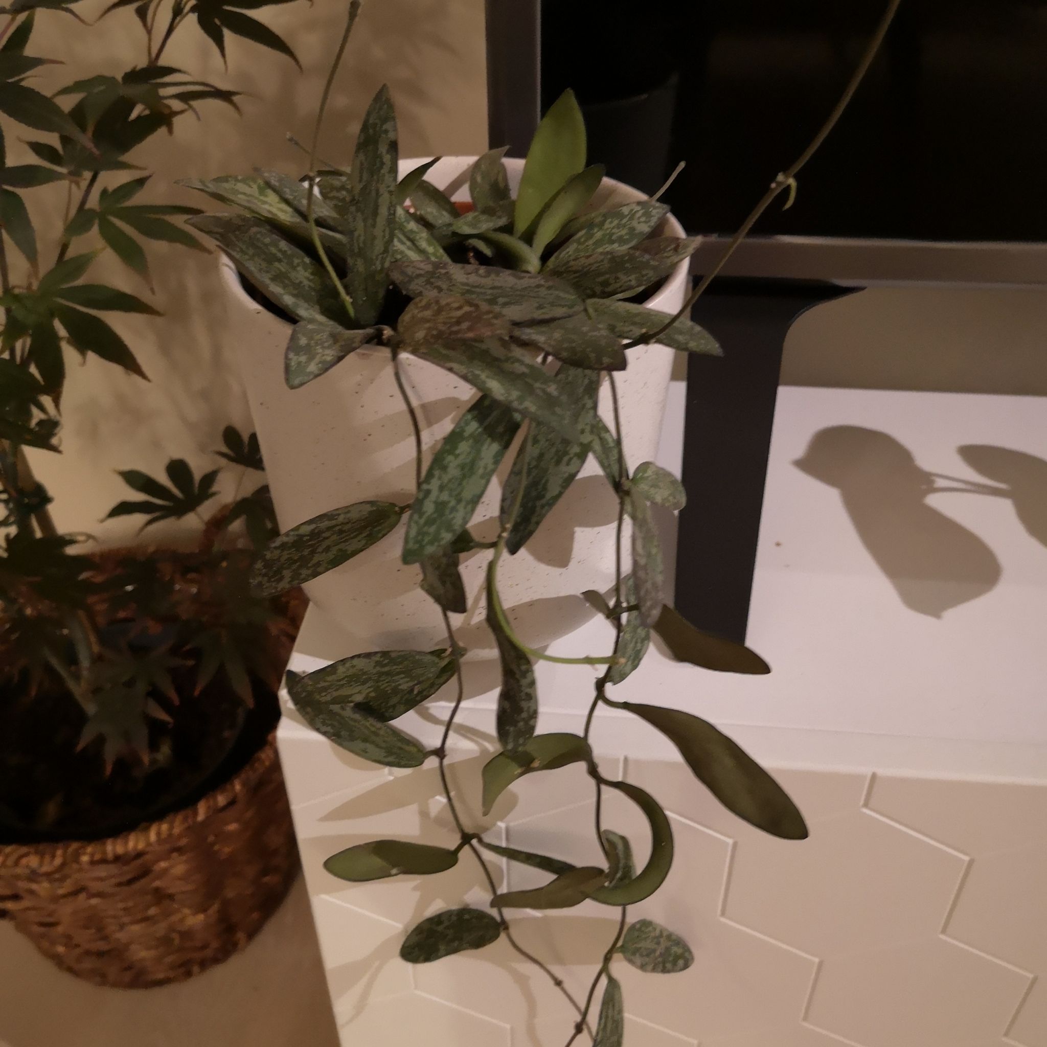 Hoya Sigillatis plant in a white pot with elongated, speckled leaves.