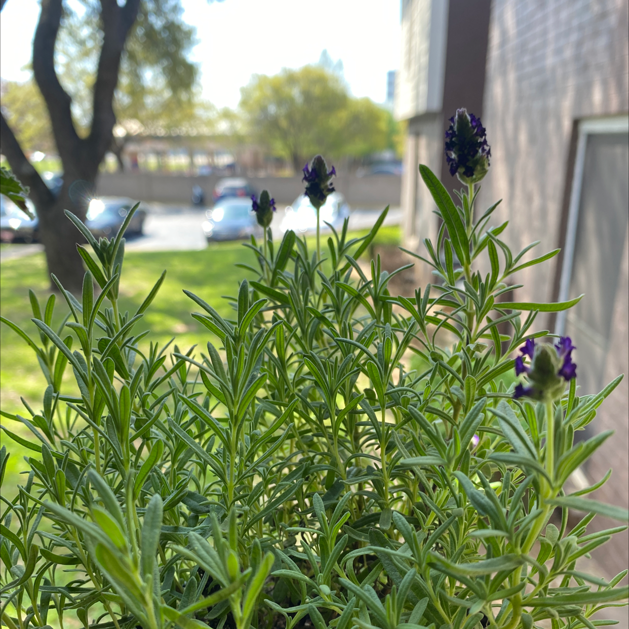 Healthy lavender plant with visible flowers, set against a background of a building and parking lot.