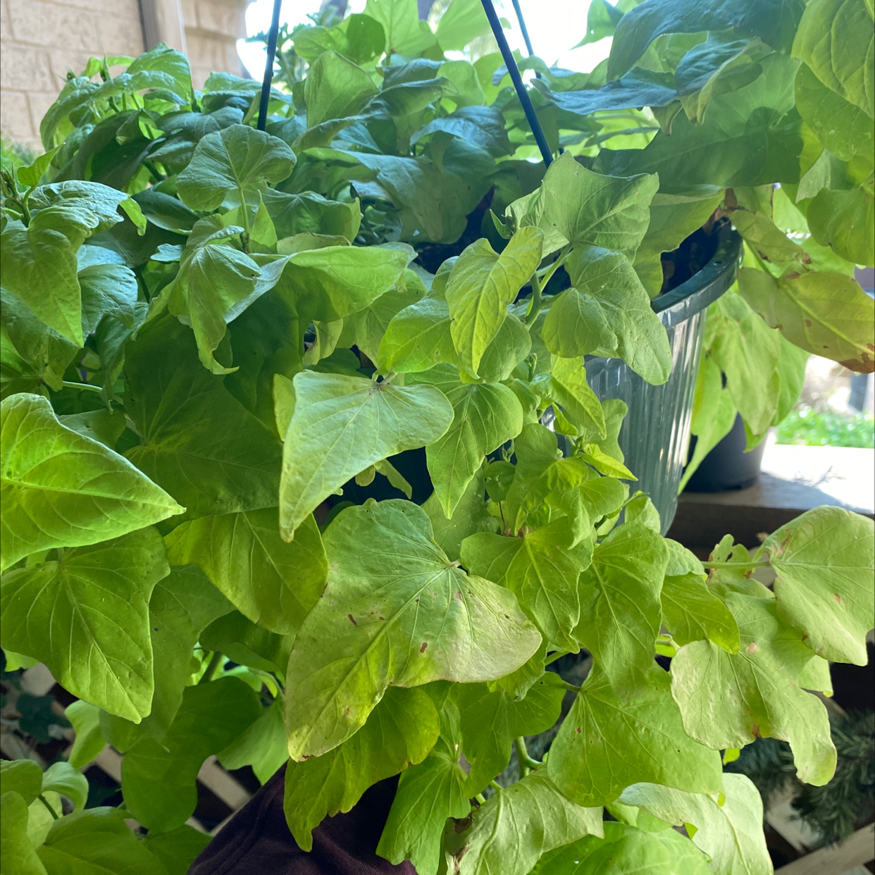 Close-up of a lush, healthy sweet potato vine plant with vibrant lime green heart-shaped leaves growing in a hanging basket.