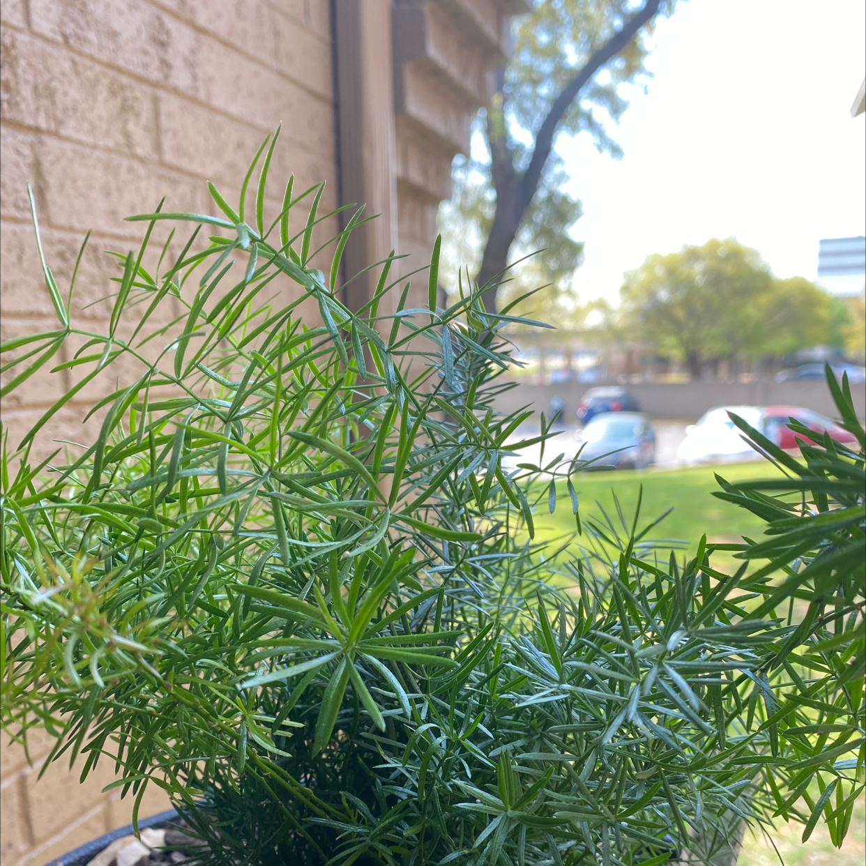 Healthy Sprenger's Asparagus plant with thin, needle-like leaves in a pot.