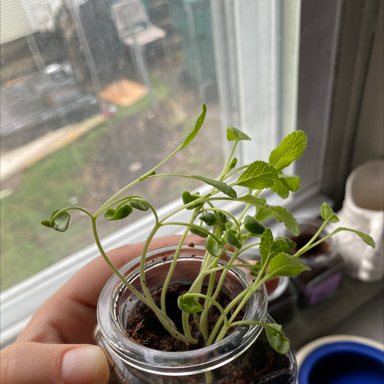 Young Common Sage plant in a small container, held by a hand, with a window in the background.