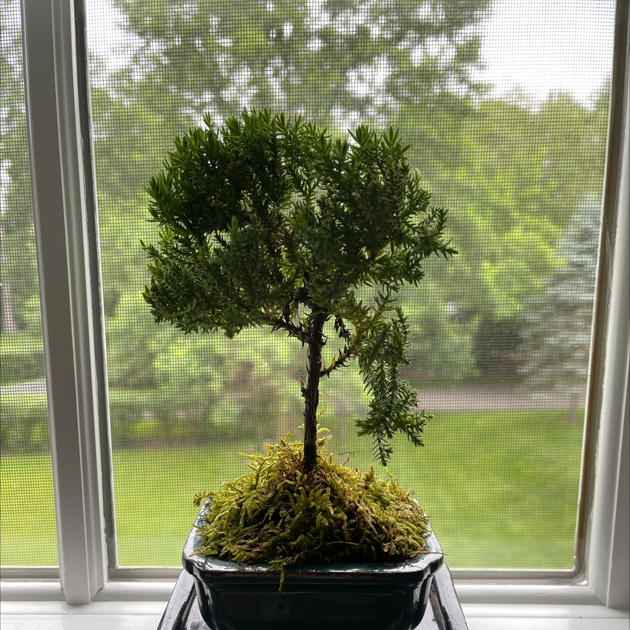 Propagating Japanese Garden Juniper StepbyStep Guide