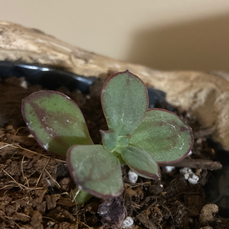Painted Echeveria plant with green leaves and reddish edges in a pot with visible soil.
