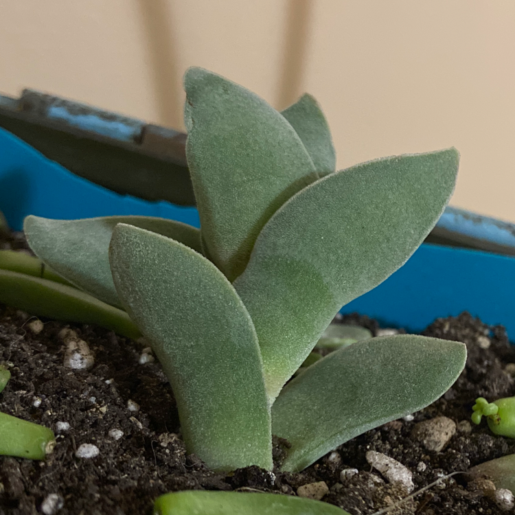 A healthy succulent plant with thick, fleshy leaves in well-draining soil.
