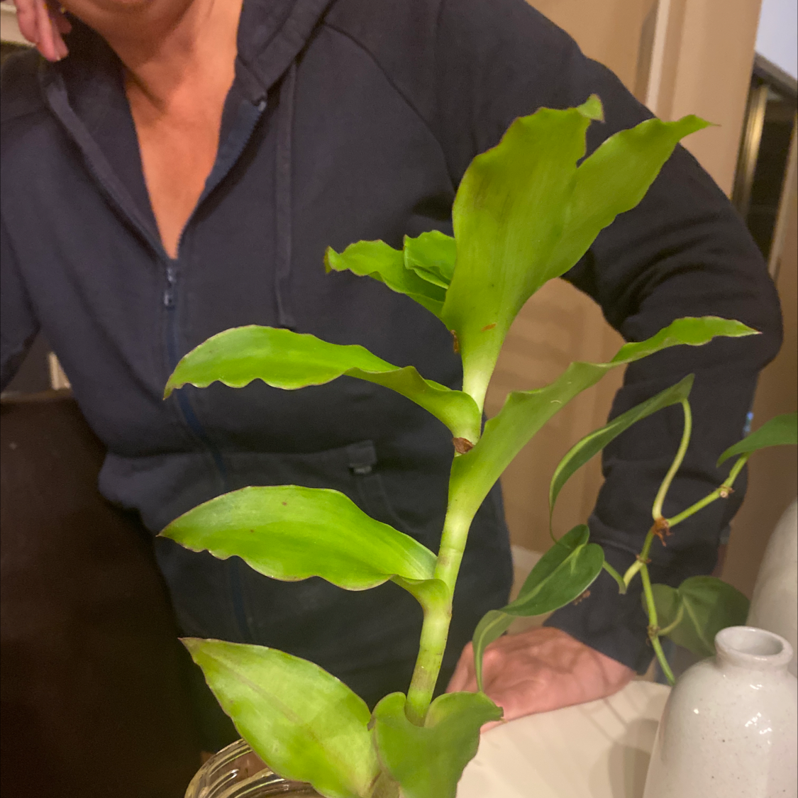 Basket Plant with vibrant green leaves, well-framed and in focus.