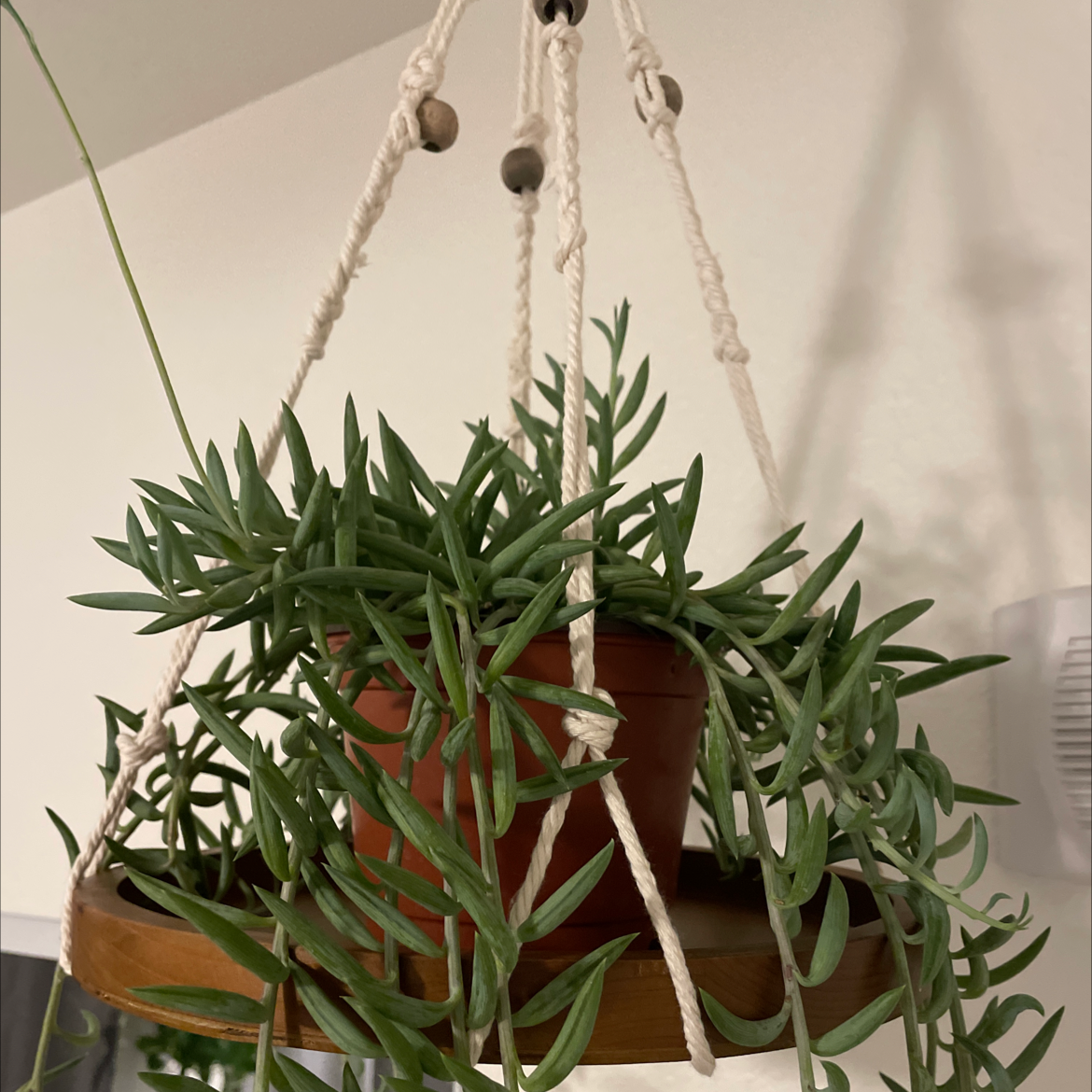 Narrow-Leaf Chalk Sticks plant in a hanging macrame holder, healthy and green.