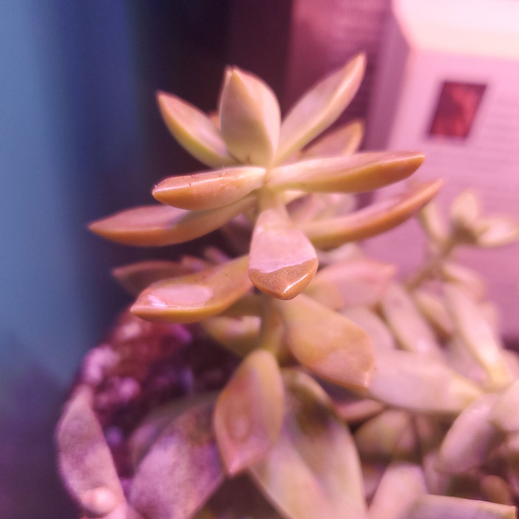 Graptosedum 'California Sunset' succulent with fleshy, pointed leaves in a pot.