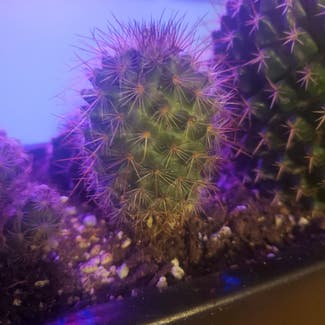 Correll's Hedgehog Cactus plant in Fremont, Ohio