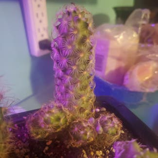 Lady Finger Cactus plant in Fremont, Ohio