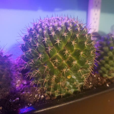 Photo of the plant species Barrel Cactus by Ladystarstrings named Cade on Greg, the plant care app