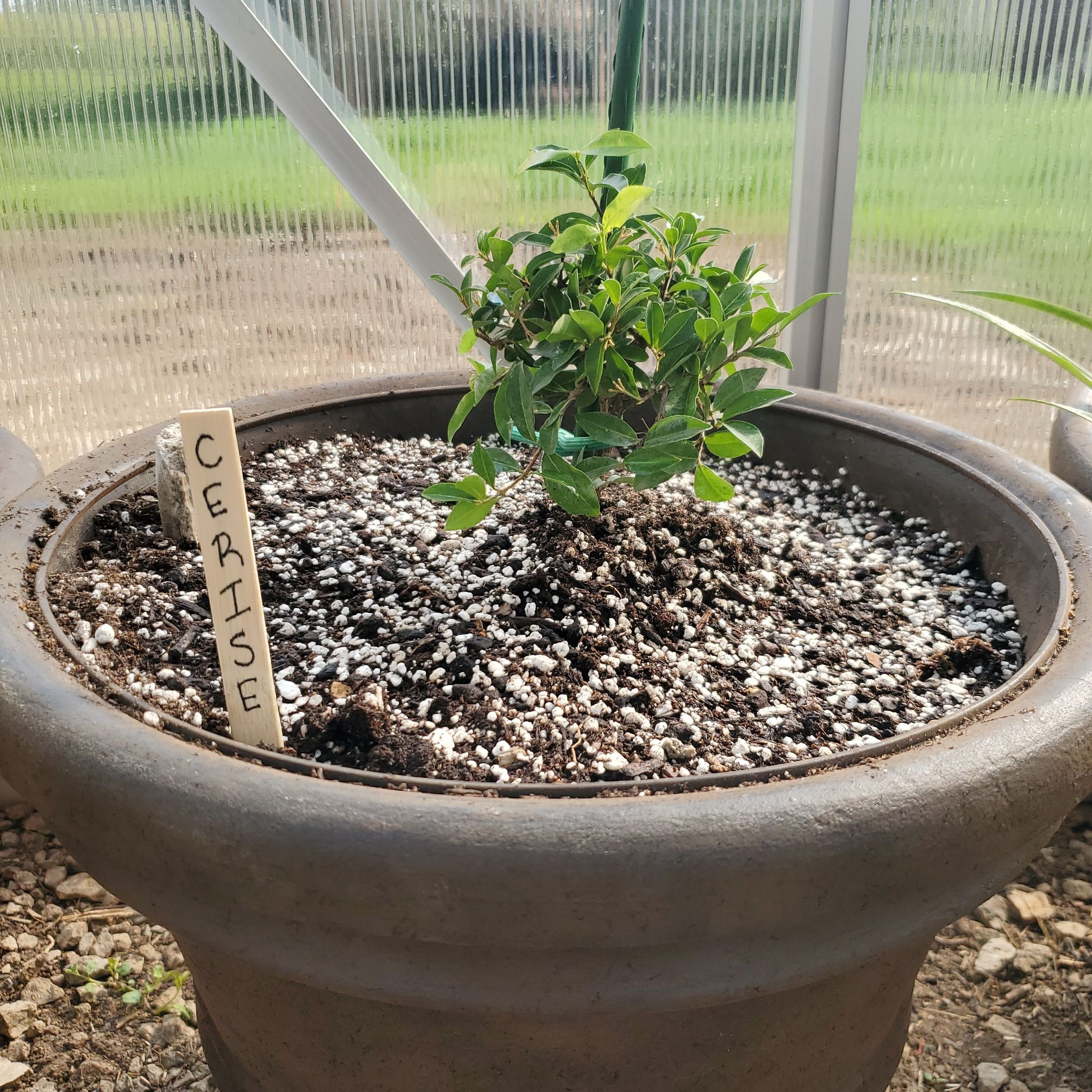 Potted Barbados Cherry plant labeled 'Cerise' with healthy green leaves.
