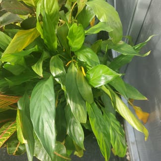 Peace Lily plant in Fremont, Ohio
