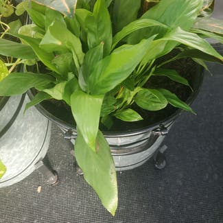 Peace Lily plant in Fremont, Ohio