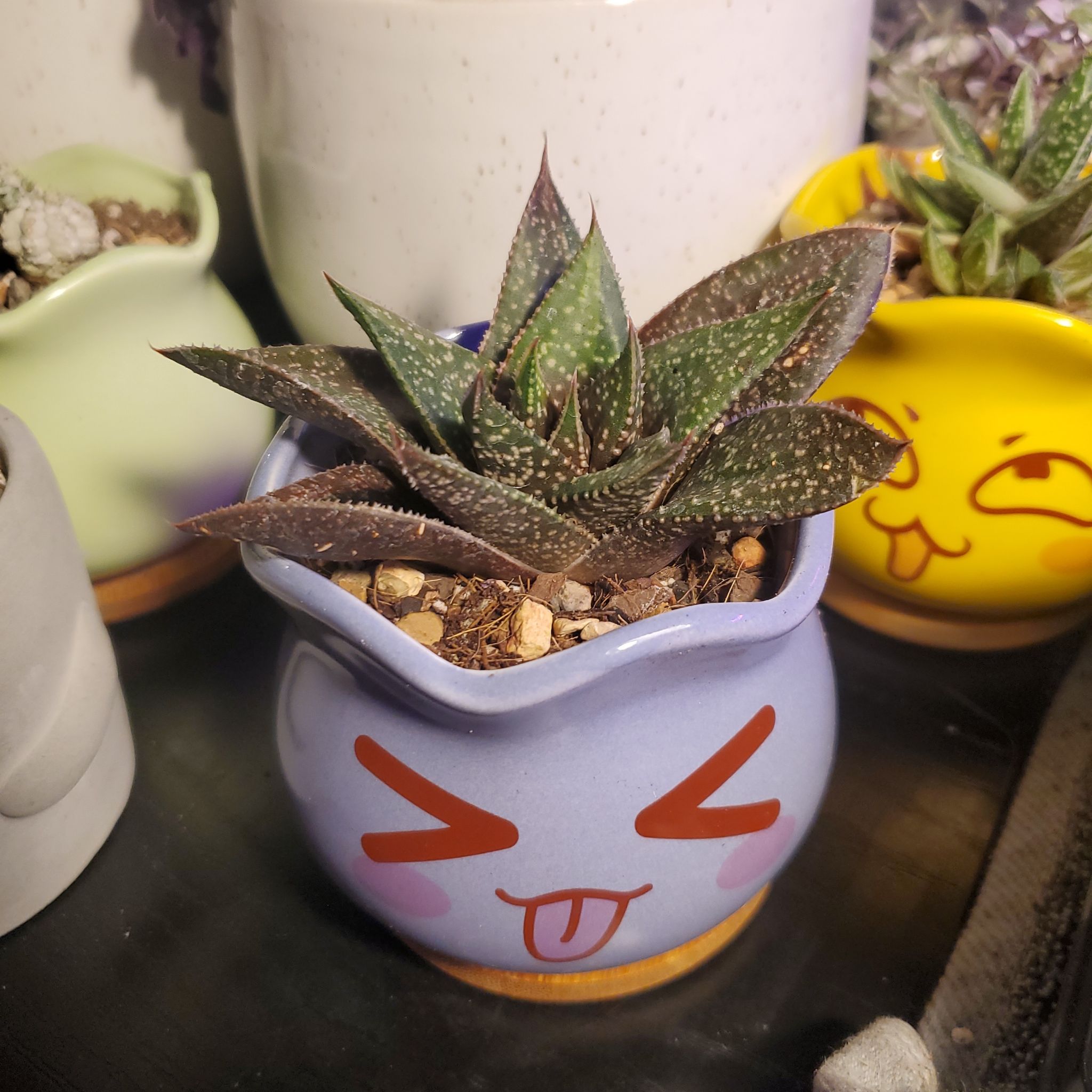 Photo of the plant species Limpopo Gasteraloe by @LadyStarStrings named Imperatrix on Greg, the plant care app